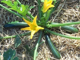 Courgette British Summertime F1