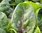 Rubino F1 (Baby leaf Spinach)