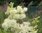 Meadowsweet (Filpendula ulmaria)