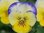 Viola cornuta Lemon Blueberry Swirl