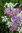 Dianthus Rainbow Loveliness