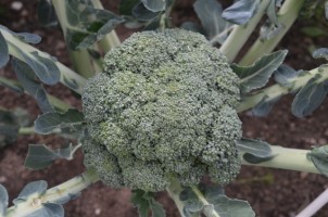 Calabrese Covina F1 naturally nurtured seed