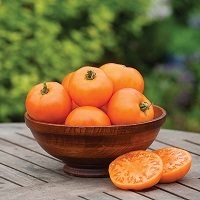 Tomato Orange Wellington