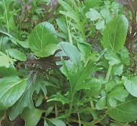 Baby Leaf Oriental Salad Mix
