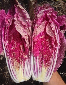 Chinese Cabbage Scarvita F1