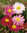Gaillardia Bloomin Colourful Mix