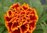 Marigold Honeycomb