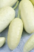 Cucumber White Pickle Mini
