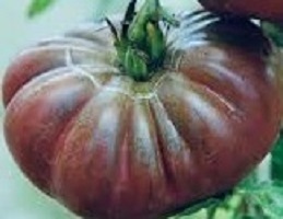 Tomato Purple Calabash naturally nurtured seeds