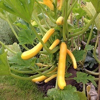 Courgette Shooting Star F1