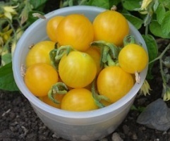 Tomato Clementine naturally nurtured seeds