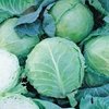 APRIL SOW FOR WINTER CABBAGES