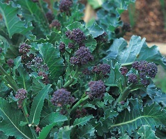 broccoli_Purple_Sprouting_Early_1