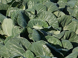 cabbage_Evergreen_F1smaller