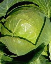 cabbage_copenhagan_market