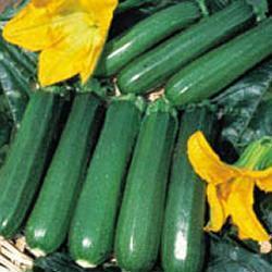 courgette_defender_f1