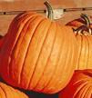 pumpkin_big_max