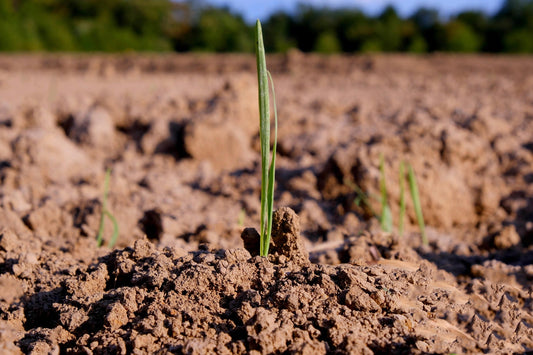 August can be Onion Time – Sow Now for Next Year