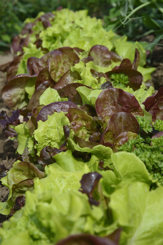 Lettuce - did you know...
