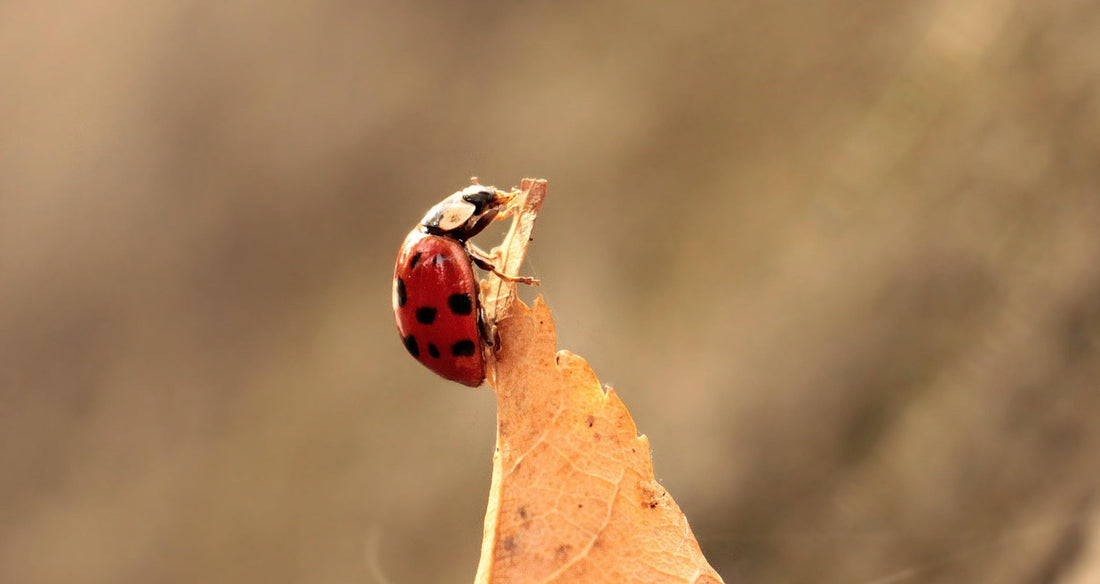 November in the Garden