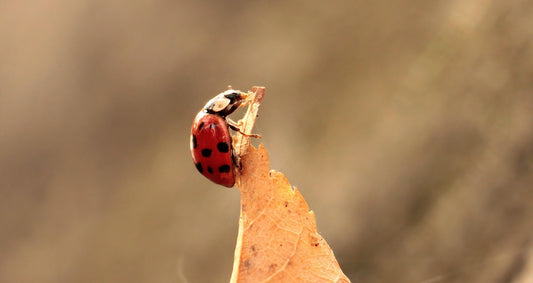 November in the Garden