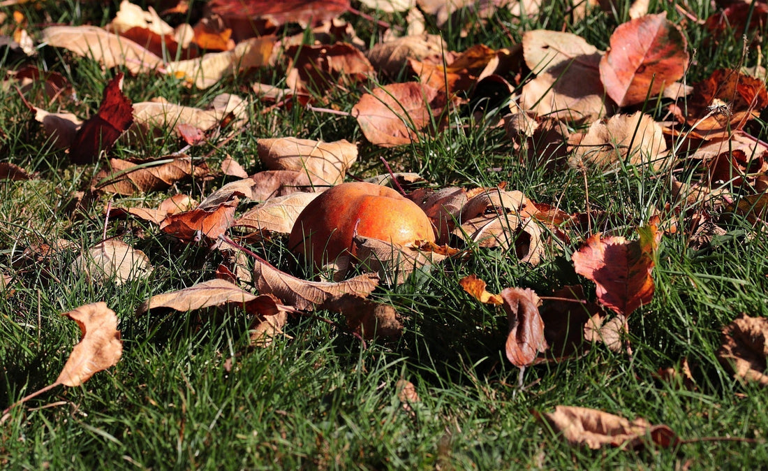 October in the Garden