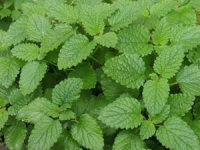 Naturally Nurtured - Herbs