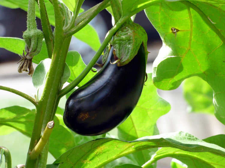 image of Aubergine collection