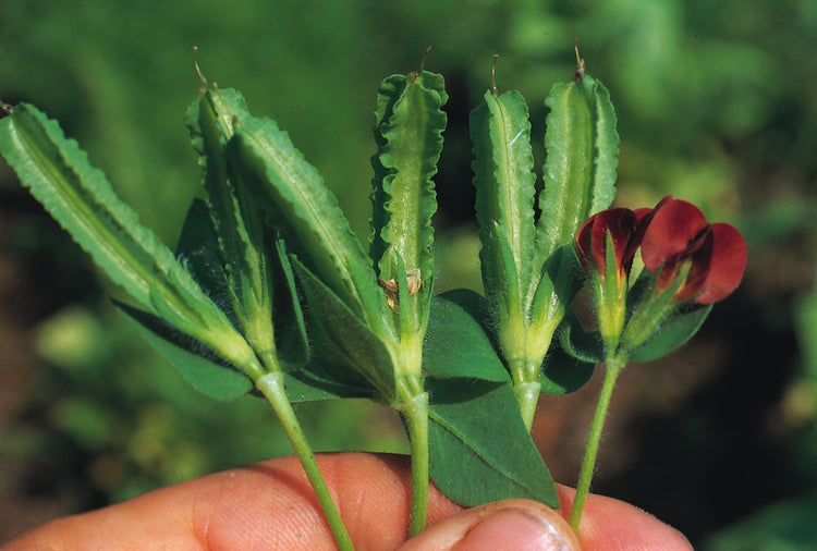 image of Asparagus Pea collection