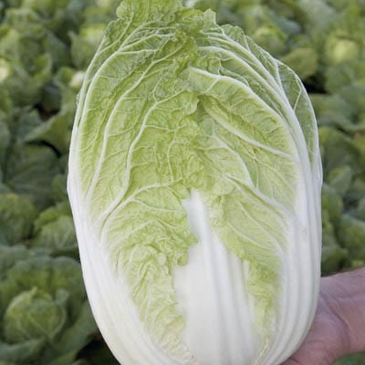 image of Chinese Cabbage & Broccoli collection