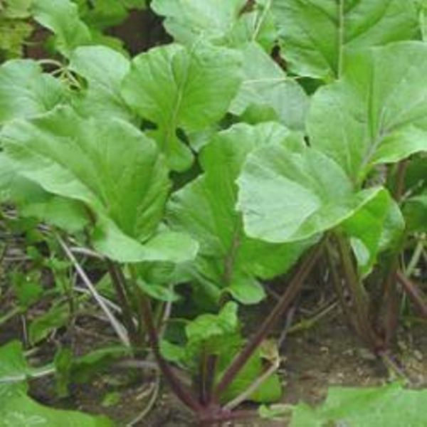 image of choy sum collection