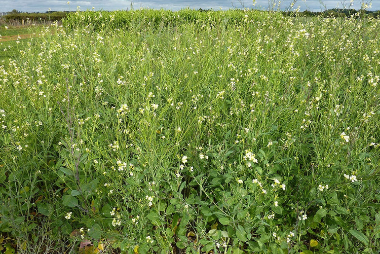 image of Texel Greens and Turkish Rocket collection