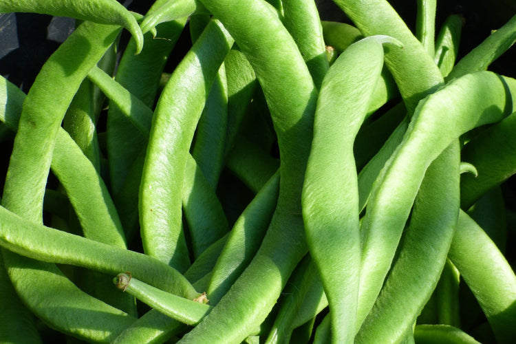 image of Beans Runner collection