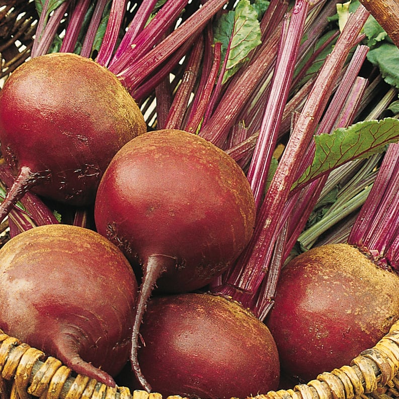 Beetroot – MoreVeg Seeds