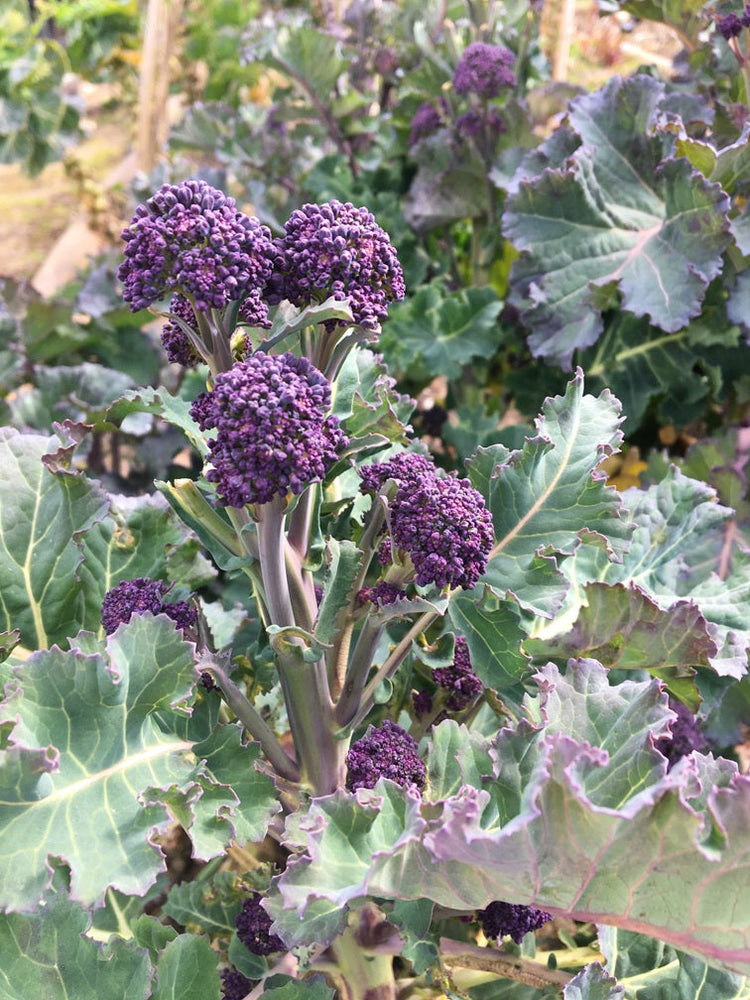 image of Broccoli collection