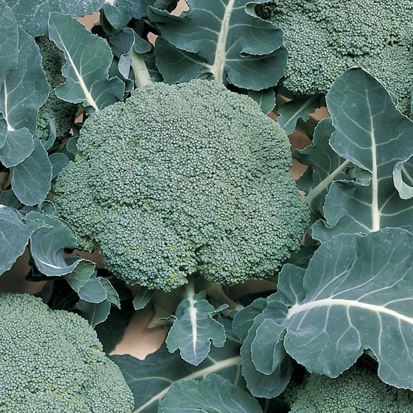 image of Calabrese collection
