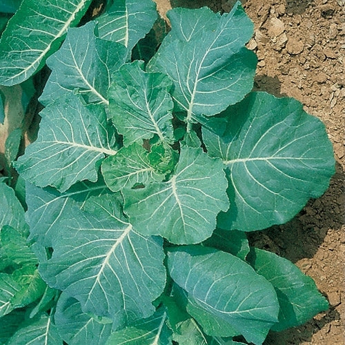 image of Collards collection
