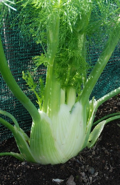image of Florence Fennel collection