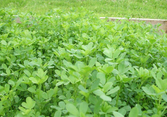 image of Green Manures collection