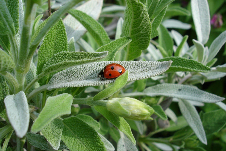 image of Herbs G to W collection