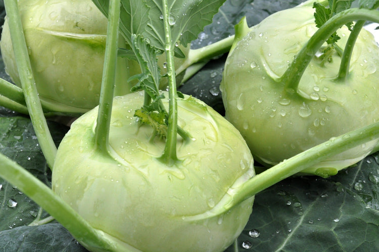 image of Kohl Rabi collection
