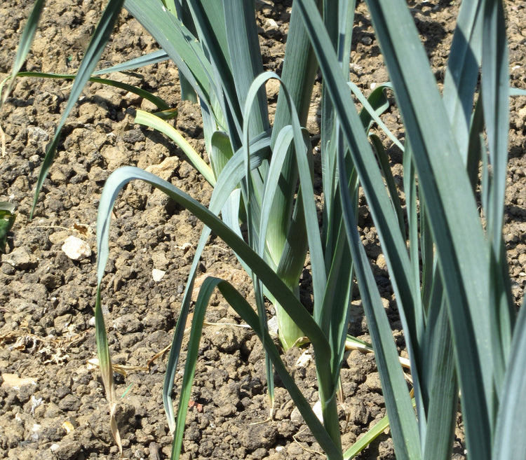 image of Leek collection