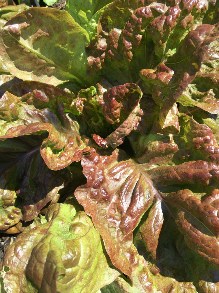 image of Lettuce - All collection