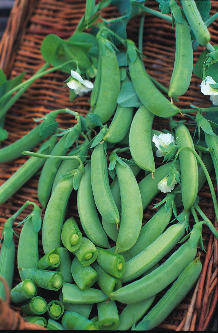 image of Pea collection