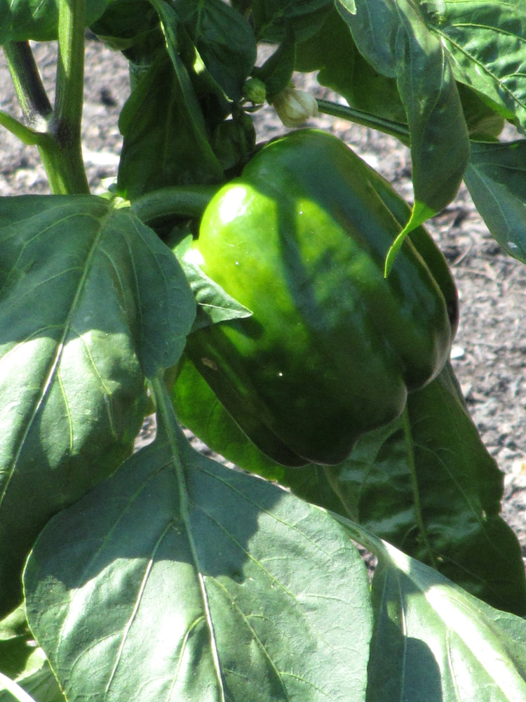 image of Peppers collection