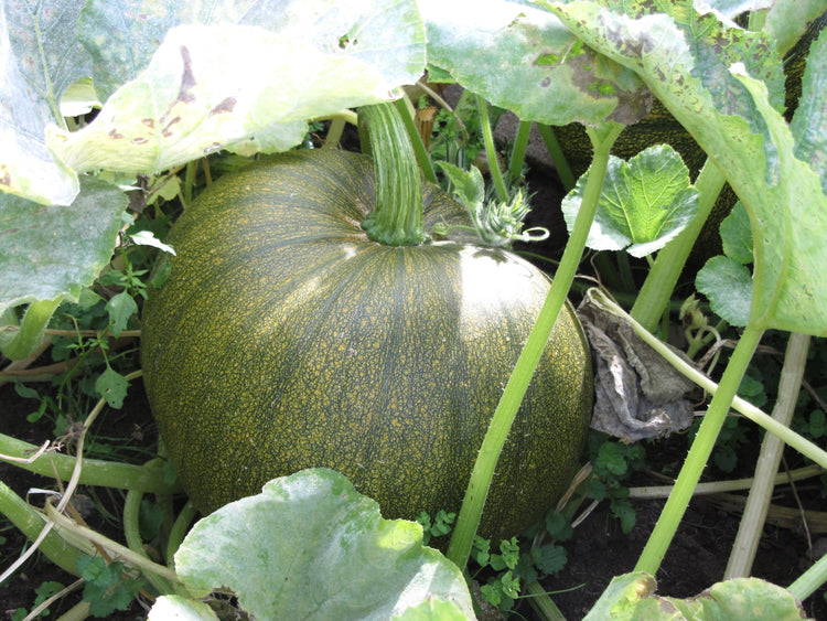 image of Pumpkin collection