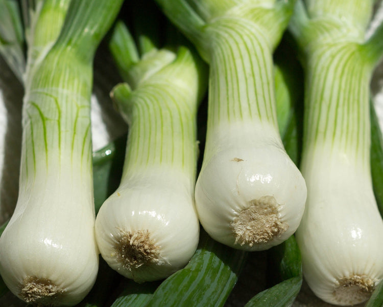 image of Spring Onion collection