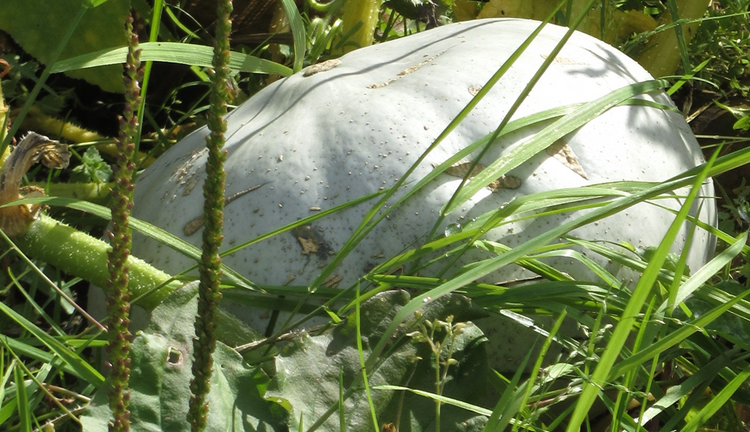 image of Squash collection