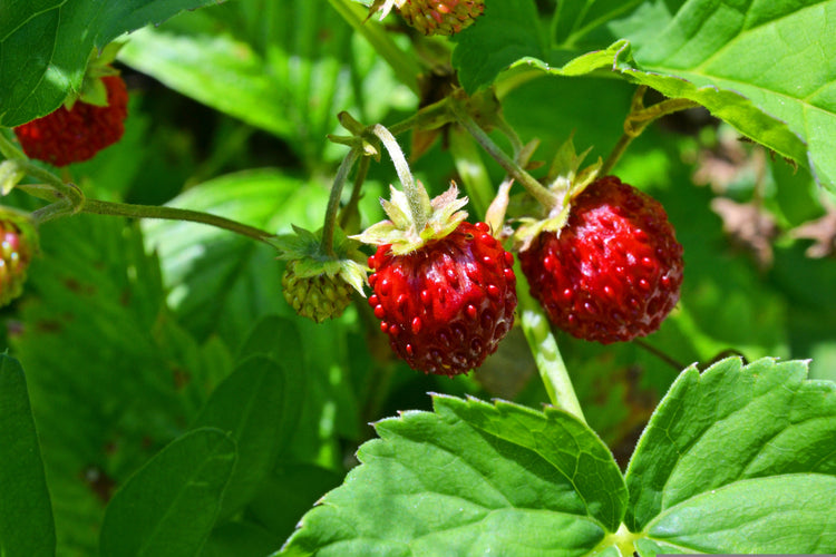 image of Strawberry Seeds collection