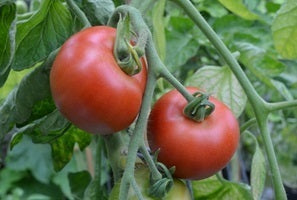 Naturally Nurtured - Vegetables